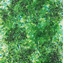 Εικόνα του Creative Expressions Cosmic Shimmer Pixie Burst Σκόνη Θερμοανάγλυφης Αποτύπωσης -  Cut Grass, 20ml
