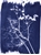Picture of Jacquard Cyanotype Ferric Ammonium Citrate 473ml - Κιτρικό Αμμώνιο Σιδήρου για Κυανοτυπία