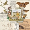 Picture of 49 And Market Collection Pack 12"X12" - Curators Meadow