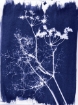 Picture of Jacquard Cyanotype Ferric Ammonium Citrate 473ml - Κιτρικό Αμμώνιο Σιδήρου για Κυανοτυπία