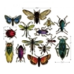 Picture of Sizzix Framelits Dies By Tim Holtz Μήτρες Κοπής - Entomology, 14τεμ.