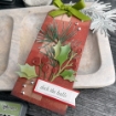 Picture of Sizzix Thinlits Dies By Tim Holtz Μήτρες Κοπής - Christmas, Festive Gatherings, 6τεμ.
