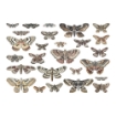Picture of Tim Holtz Idea-Ology - Διάφανα Διακοσμητικά, Moths