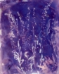 Picture of Jacquard SolarFast Dye – Purple (Μωβ) – Φωτοευαίσθητη Βαφή για Εκτυπώσεις Ηλιοτυπίας (4oz & 8oz)