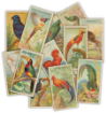 Picture of Craft Consortium The Collector Ephemera Birds | Vintage Die-Cut Διακοσμητικά Πουλιών, 30τεμ.