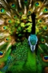 Picture of ARA Artists Acrylics | Ακρυλικό Χρώμα Υψηλής Χρωστικής για Μεικτές Τεχνικές – Phthalo Green Blue Shade