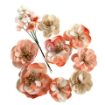 Picture of Prima Marketing Χάρτινα Λουλούδια – Homegrown Collection, Apple Blossom Garden, 9τεμ.